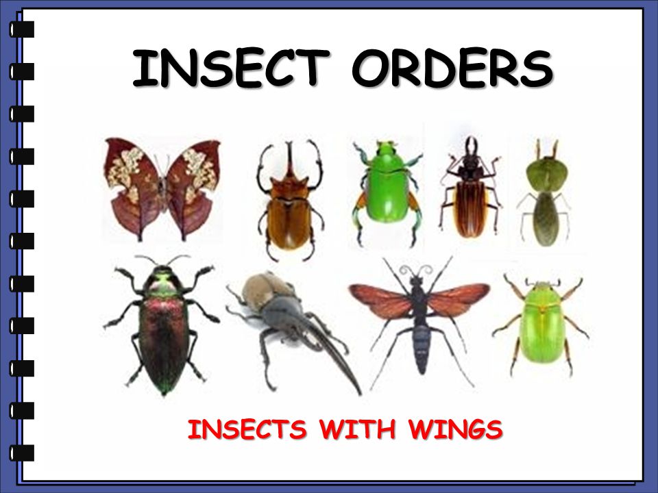 Forexlive orders of insects handicap betting explained football playoffs